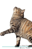 Kurilian Bobtail Affirmations Workbook Kurilian Bobtail Presents: Positive and Loving Affirmations Workbook. Includes: Mentoring Questions, Guidance, Supporting You.