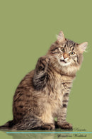 Kurilian Bobtail Affirmations Workbook Kurilian Bobtail Presents: Positive and Loving Affirmations Workbook. Includes: Mentoring Questions, Guidance, Supporting You.