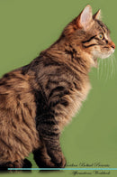 Kurilian Bobtail Affirmations Workbook Kurilian Bobtail Presents: Positive and Loving Affirmations Workbook. Includes: Mentoring Questions, Guidance, Supporting You.