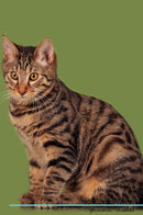 Kurilian Bobtail Affirmations Workbook Kurilian Bobtail Presents: Positive and Loving Affirmations Workbook. Includes: Mentoring Questions, Guidance, Supporting You.