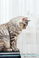 Kurilian Bobtail Affirmations Workbook Kurilian Bobtail Presents: Positive and Loving Affirmations Workbook. Includes: Mentoring Questions, Guidance, Supporting You.