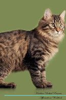 Kurilian Bobtail Affirmations Workbook Kurilian Bobtail Presents: Positive and Loving Affirmations Workbook. Includes: Mentoring Questions, Guidance, Supporting You.