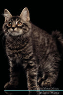 Kurilian Bobtail Affirmations Workbook Kurilian Bobtail Presents: Positive and Loving Affirmations Workbook. Includes: Mentoring Questions, Guidance, Supporting You.