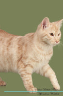 Kurilian Bobtail Affirmations Workbook Kurilian Bobtail Presents: Positive and Loving Affirmations Workbook. Includes: Mentoring Questions, Guidance, Supporting You.