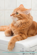 Kurilian Bobtail Affirmations Workbook Kurilian Bobtail Presents: Positive and Loving Affirmations Workbook. Includes: Mentoring Questions, Guidance, Supporting You.