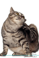 Kurilian Bobtail Affirmations Workbook Kurilian Bobtail Presents: Positive and Loving Affirmations Workbook. Includes: Mentoring Questions, Guidance, Supporting You.