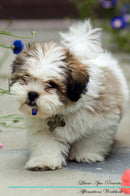 Lhasa Apso Affirmations Workbook Lhasa Apso Presents: Positive and Loving Affirmations Workbook. Includes: Mentoring Questions, Guidance, Supporting You.