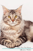 Maine Coon Cat Affirmations Workbook Maine Coon Cat Presents: Positive and Loving Affirmations Workbook. Includes: Mentoring Questions, Guidance, Supporting You.