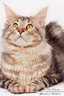 Maine Coon Cat Affirmations Workbook Maine Coon Cat Presents: Positive and Loving Affirmations Workbook. Includes: Mentoring Questions, Guidance, Supporting You.