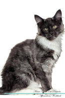 Maine Coon Cat Affirmations Workbook Maine Coon Cat Presents: Positive and Loving Affirmations Workbook. Includes: Mentoring Questions, Guidance, Supporting You.