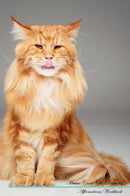 Maine Coon Cat Affirmations Workbook Maine Coon Cat Presents: Positive and Loving Affirmations Workbook. Includes: Mentoring Questions, Guidance, Supporting You.