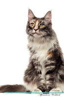 Maine Coon Cat Affirmations Workbook Maine Coon Cat Presents: Positive and Loving Affirmations Workbook. Includes: Mentoring Questions, Guidance, Supporting You.