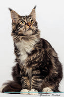 Maine Coon Cat Affirmations Workbook Maine Coon Cat Presents: Positive and Loving Affirmations Workbook. Includes: Mentoring Questions, Guidance, Supporting You.