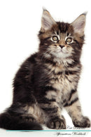 Maine Coon Cat Affirmations Workbook Maine Coon Cat Presents: Positive and Loving Affirmations Workbook. Includes: Mentoring Questions, Guidance, Supporting You.