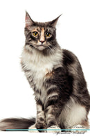 Maine Coon Cat Affirmations Workbook Maine Coon Cat Presents: Positive and Loving Affirmations Workbook. Includes: Mentoring Questions, Guidance, Supporting You.