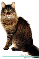 Maine Coon Cat Affirmations Workbook Maine Coon Cat Presents: Positive and Loving Affirmations Workbook. Includes: Mentoring Questions, Guidance, Supporting You.