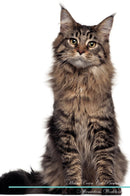 Maine Coon Cat Affirmations Workbook Maine Coon Cat Presents: Positive and Loving Affirmations Workbook. Includes: Mentoring Questions, Guidance, Supporting You.