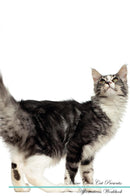 Maine Coon Cat Affirmations Workbook Maine Coon Cat Presents: Positive and Loving Affirmations Workbook. Includes: Mentoring Questions, Guidance, Supporting You.