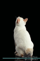 Mekong Bobtail Affirmations Workbook Mekong Bobtail Presents: Positive and Loving Affirmations Workbook. Includes: Mentoring Questions, Guidance, Supporting You.