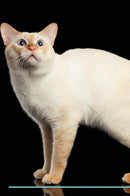 Mekong Bobtail Affirmations Workbook Mekong Bobtail Presents: Positive and Loving Affirmations Workbook. Includes: Mentoring Questions, Guidance, Supporting You.