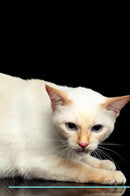 Mekong Bobtail Affirmations Workbook Mekong Bobtail Presents: Positive and Loving Affirmations Workbook. Includes: Mentoring Questions, Guidance, Supporting You.