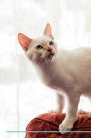 Mekong Bobtail Affirmations Workbook Mekong Bobtail Presents: Positive and Loving Affirmations Workbook. Includes: Mentoring Questions, Guidance, Supporting You.