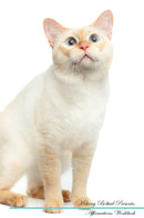 Mekong Bobtail Affirmations Workbook Mekong Bobtail Presents: Positive and Loving Affirmations Workbook. Includes: Mentoring Questions, Guidance, Supporting You.