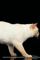 Mekong Bobtail Affirmations Workbook Mekong Bobtail Presents: Positive and Loving Affirmations Workbook. Includes: Mentoring Questions, Guidance, Supporting You.