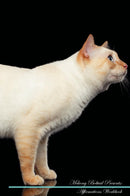 Mekong Bobtail Affirmations Workbook Mekong Bobtail Presents: Positive and Loving Affirmations Workbook. Includes: Mentoring Questions, Guidance, Supporting You.