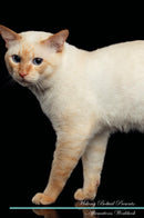 Mekong Bobtail Affirmations Workbook Mekong Bobtail Presents: Positive and Loving Affirmations Workbook. Includes: Mentoring Questions, Guidance, Supporting You.