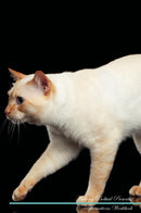 Mekong Bobtail Affirmations Workbook Mekong Bobtail Presents: Positive and Loving Affirmations Workbook. Includes: Mentoring Questions, Guidance, Supporting You.