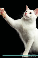 Mekong Bobtail Affirmations Workbook Mekong Bobtail Presents: Positive and Loving Affirmations Workbook. Includes: Mentoring Questions, Guidance, Supporting You.