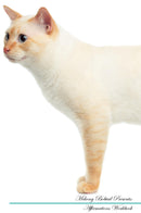 Mekong Bobtail Affirmations Workbook Mekong Bobtail Presents: Positive and Loving Affirmations Workbook. Includes: Mentoring Questions, Guidance, Supporting You.