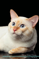 Mekong Bobtail Affirmations Workbook Mekong Bobtail Presents: Positive and Loving Affirmations Workbook. Includes: Mentoring Questions, Guidance, Supporting You.