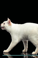 Mekong Bobtail Affirmations Workbook Mekong Bobtail Presents: Positive and Loving Affirmations Workbook. Includes: Mentoring Questions, Guidance, Supporting You.