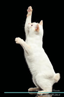 Mekong Bobtail Affirmations Workbook Mekong Bobtail Presents: Positive and Loving Affirmations Workbook. Includes: Mentoring Questions, Guidance, Supporting You.