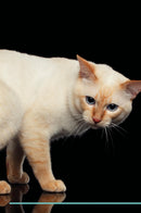 Mekong Bobtail Affirmations Workbook Mekong Bobtail Presents: Positive and Loving Affirmations Workbook. Includes: Mentoring Questions, Guidance, Supporting You.