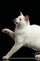 Mekong Bobtail Affirmations Workbook Mekong Bobtail Presents: Positive and Loving Affirmations Workbook. Includes: Mentoring Questions, Guidance, Supporting You.