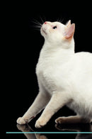 Mekong Bobtail Affirmations Workbook Mekong Bobtail Presents: Positive and Loving Affirmations Workbook. Includes: Mentoring Questions, Guidance, Supporting You.