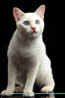 Mekong Bobtail Affirmations Workbook Mekong Bobtail Presents: Positive and Loving Affirmations Workbook. Includes: Mentoring Questions, Guidance, Supporting You.