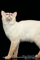 Mekong Bobtail Affirmations Workbook Mekong Bobtail Presents: Positive and Loving Affirmations Workbook. Includes: Mentoring Questions, Guidance, Supporting You.