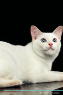 Mekong Bobtail Affirmations Workbook Mekong Bobtail Presents: Positive and Loving Affirmations Workbook. Includes: Mentoring Questions, Guidance, Supporting You.