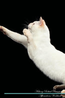 Mekong Bobtail Affirmations Workbook Mekong Bobtail Presents: Positive and Loving Affirmations Workbook. Includes: Mentoring Questions, Guidance, Supporting You.