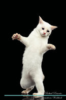 Mekong Bobtail Affirmations Workbook Mekong Bobtail Presents: Positive and Loving Affirmations Workbook. Includes: Mentoring Questions, Guidance, Supporting You.