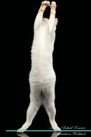 Mekong Bobtail Affirmations Workbook Mekong Bobtail Presents: Positive and Loving Affirmations Workbook. Includes: Mentoring Questions, Guidance, Supporting You.