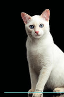 Mekong Bobtail Affirmations Workbook Mekong Bobtail Presents: Positive and Loving Affirmations Workbook. Includes: Mentoring Questions, Guidance, Supporting You.