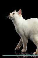 Mekong Bobtail Affirmations Workbook Mekong Bobtail Presents: Positive and Loving Affirmations Workbook. Includes: Mentoring Questions, Guidance, Supporting You.