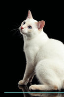 Mekong Bobtail Affirmations Workbook Mekong Bobtail Presents: Positive and Loving Affirmations Workbook. Includes: Mentoring Questions, Guidance, Supporting You.