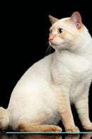 Mekong Bobtail Affirmations Workbook Mekong Bobtail Presents: Positive and Loving Affirmations Workbook. Includes: Mentoring Questions, Guidance, Supporting You.