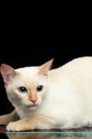 Mekong Bobtail Affirmations Workbook Mekong Bobtail Presents: Positive and Loving Affirmations Workbook. Includes: Mentoring Questions, Guidance, Supporting You.